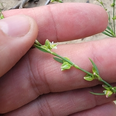 Polygonum ramosissimum