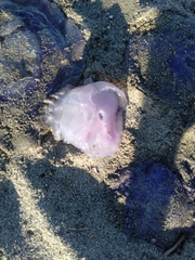 Rhizostoma pulmo