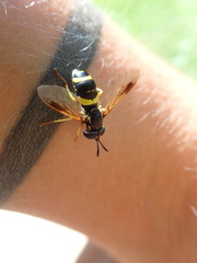 Chrysotoxum bicinctum