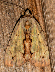 Catocala grynea