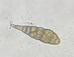 Pleosporaceae