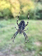 Araneus diadematus