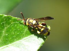 Leucospis brevicauda