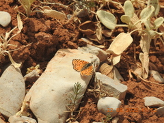 Melitaea acentria