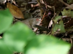 Lacerta agilis