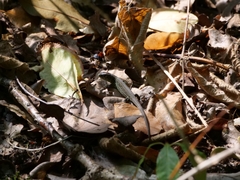Lacerta agilis