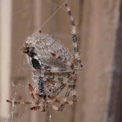 Araneus cavaticus