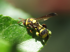 Leucospis brevicauda