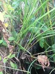 Carex decomposita