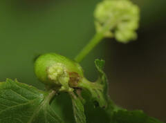 Asphondylia eupatorii