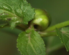 Asphondylia eupatorii