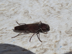 Hesperophanes sericeus