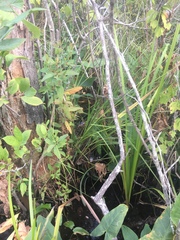 Carex decomposita