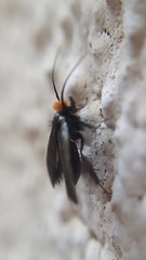 Cauchas rufifrontella