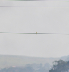 Cisticola galactotes galactotes