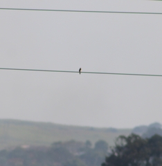 Cisticola galactotes galactotes