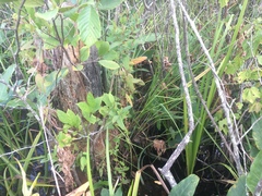 Carex decomposita
