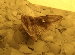 Autographa metallica