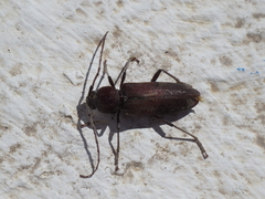 Hesperophanes sericeus