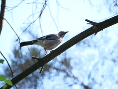 Garrulus glandarius