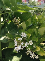 Ligustrum japonicum