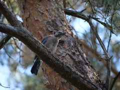 Garrulus glandarius