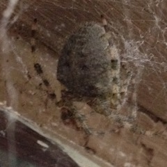 Araneus cavaticus