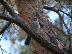 Garrulus glandarius