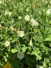 Epilobium luteum