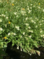 Epilobium luteum