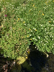 Epilobium luteum