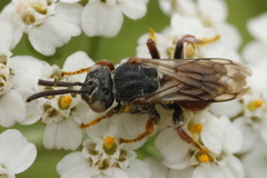 Pasites maculatus