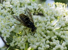 Temnostoma alternans