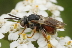 Pasites maculatus