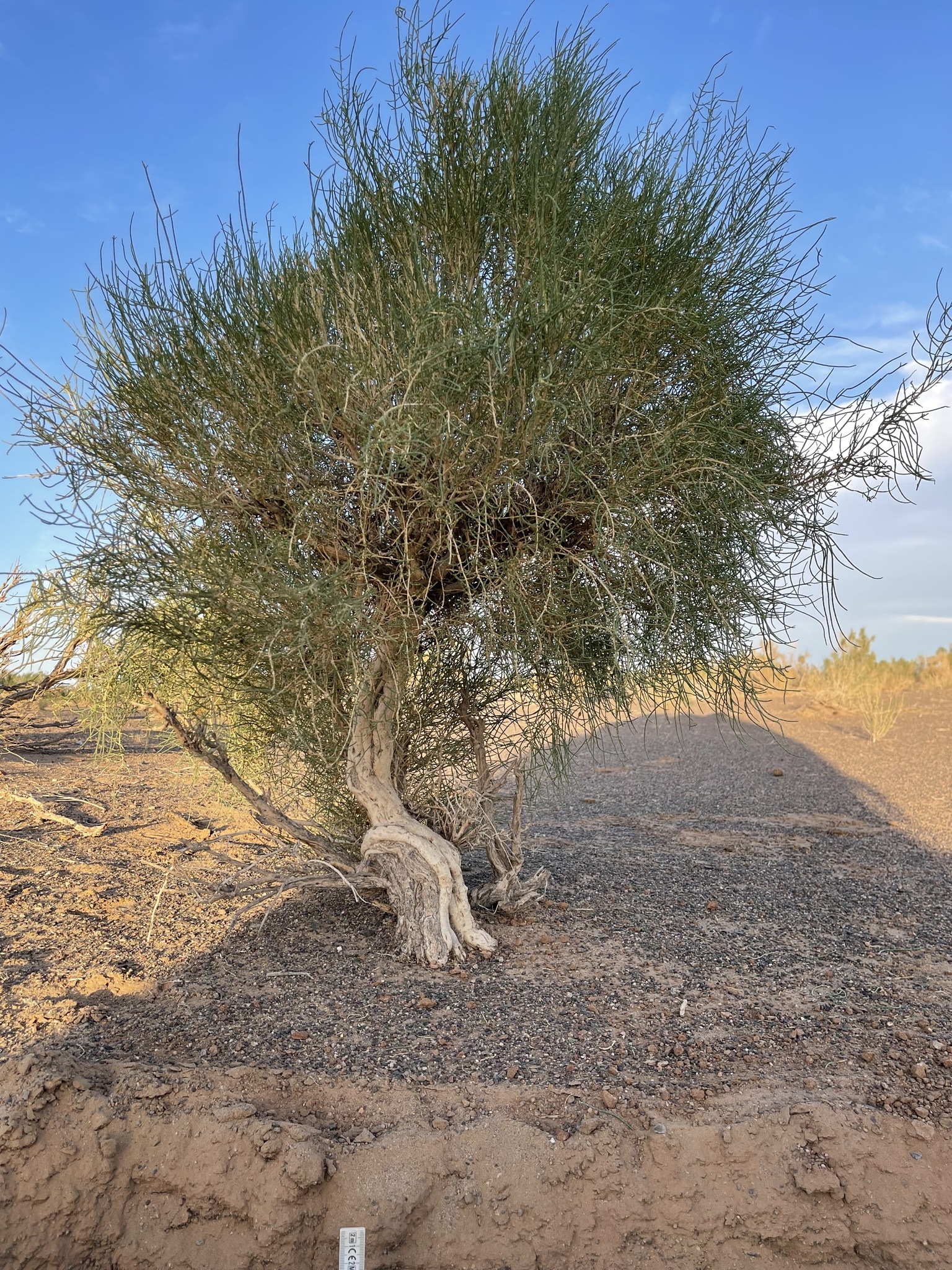 Haloxylon Tree Haloxylon ammodendron (C.A.Mey.) Bunge ex Fenzl