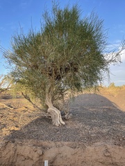 Haloxylon ammodendron
