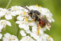 Pasites maculatus