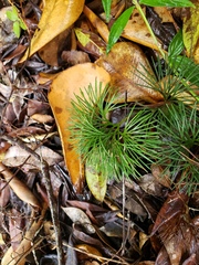 Schizaea poeppigiana