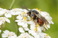 Pasites maculatus