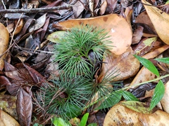 Schizaea poeppigiana