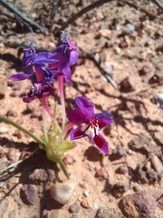 Lapeirousia pyramidalis regalis