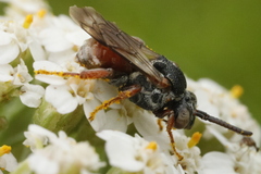 Pasites maculatus