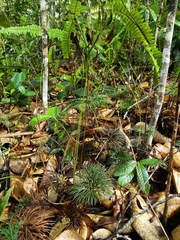 Schizaea poeppigiana