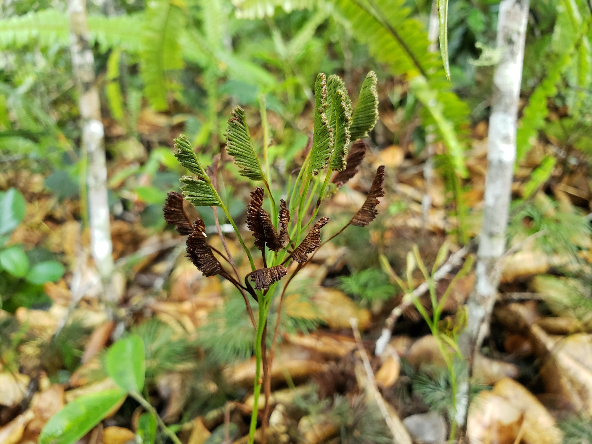 Schizaea poeppigiana