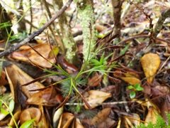 Schizaea poeppigiana