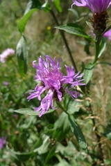 Centaurea oxylepis