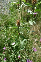 Centaurea oxylepis