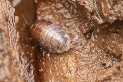 Styloniscus