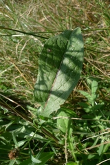Centaurea oxylepis