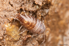Styloniscus